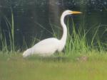 Aug 1 egret rsz