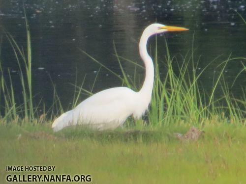 Aug 1 egret rsz