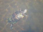 Aug 2 Turtle 1 rsz