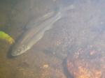 ash minnow 7 common rsz