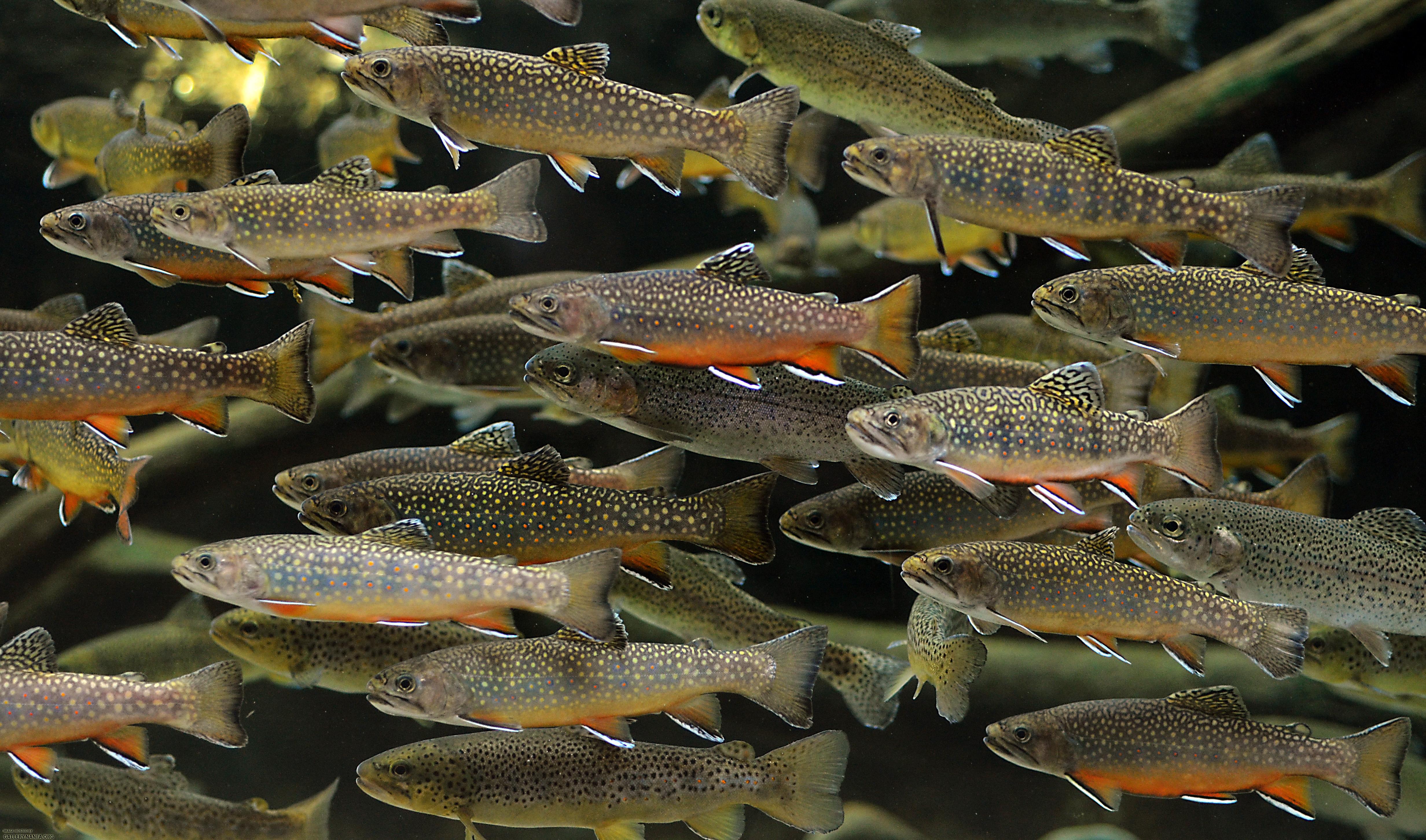 Virginia trout species