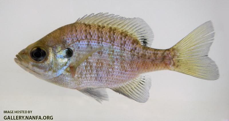 bluegill