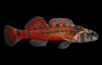 Mud Darter - Etheostoma asprigene