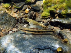 Snail Darter