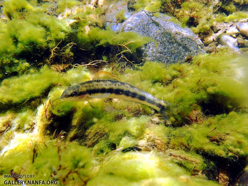 Tangerine Darter