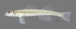 Ammocrypta clara Western Sand Darter scale 