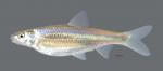 Hybognathus nuchalis Mississippi Silvery Minnow scale 