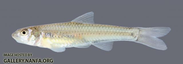 Notropis sabinae Sabine Shiner  1075