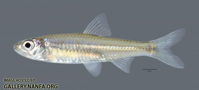 Notropis wickliffi Channel Shiner 1032 scale