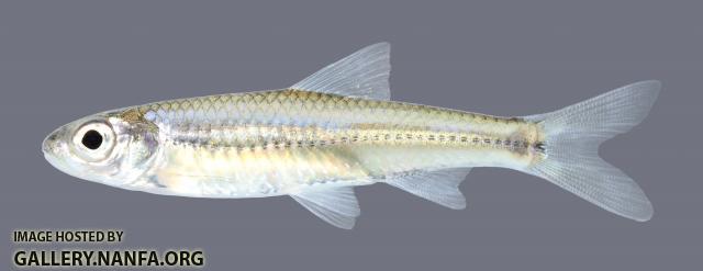 Notropis wickliffi Channel Shiner 1084