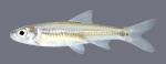 Notropis wickliffi Channel Shiner 1084