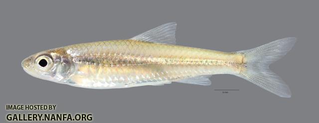 Notropis wickliffi Channel Shiner760 scale