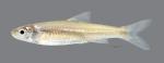 Notropis wickliffi Channel Shiner760 scale