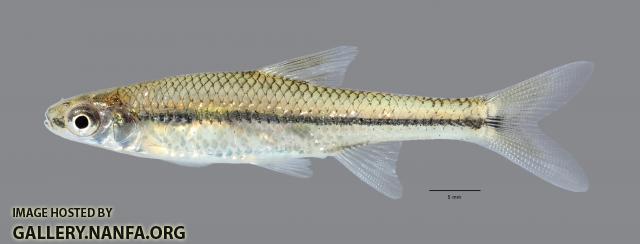 Opsopoeodus emiliae Pugnose Minnow scale