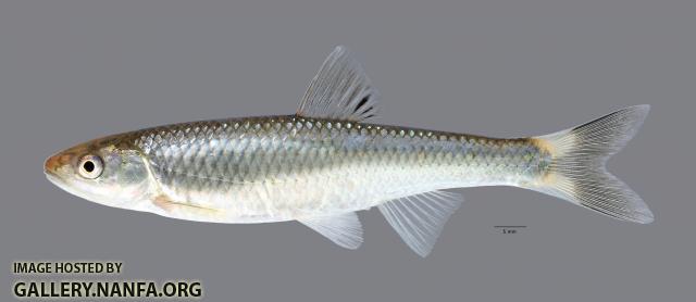 Cyprinella galactura Whitetail Shiner ws