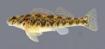 Etheostoma blennioides  Greenside Darter 364 ws