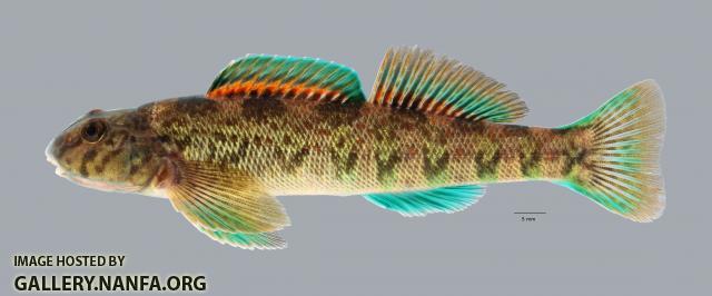 Etheostoma blennioides Greenside Darter 428 ws