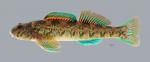 Etheostoma blennioides Greenside Darter 428 ws