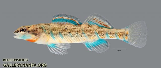 Etheostoma uniporum Current Darter ws