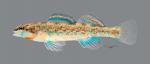 Etheostoma uniporum Current Darter ws