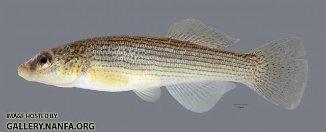 Fundulus catenatus Northern Studfish ws