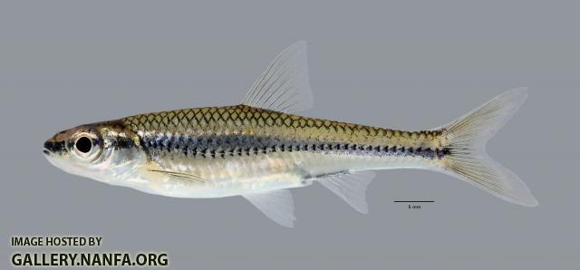 Notropis boops  Bigeye Shiner ws