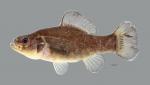 Aphredoderus sayanus Pirate Perch 2210ws