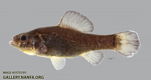 Aphredoderus sayanus Pirate Perch 2281ws