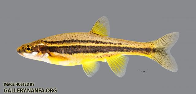 Chrosomus erythrogaster Southern Redbelly Dace 2353ws