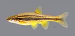 Chrosomus erythrogaster Southern Redbelly Dace 2353ws