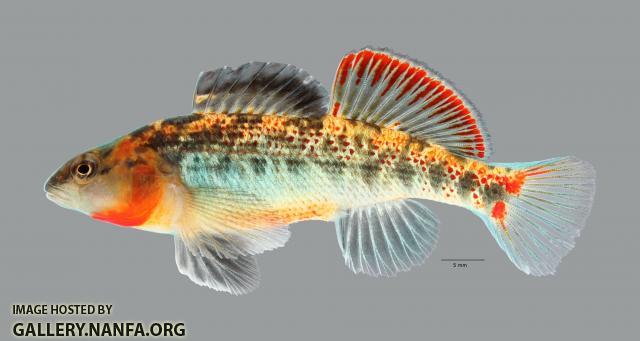 Etheostoma cf spectabile 1748ws