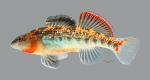 Etheostoma cf spectabile 1748ws