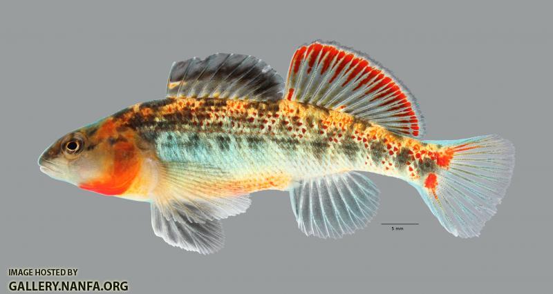 Etheostoma cf spectabile 1748ws