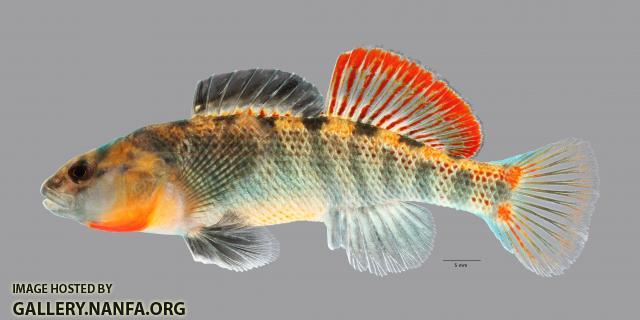 Etheostoma cf spectabile 1774ws