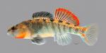 Etheostoma cf spectabile 1774ws