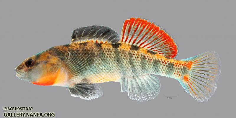 Etheostoma cf spectabile 1774ws