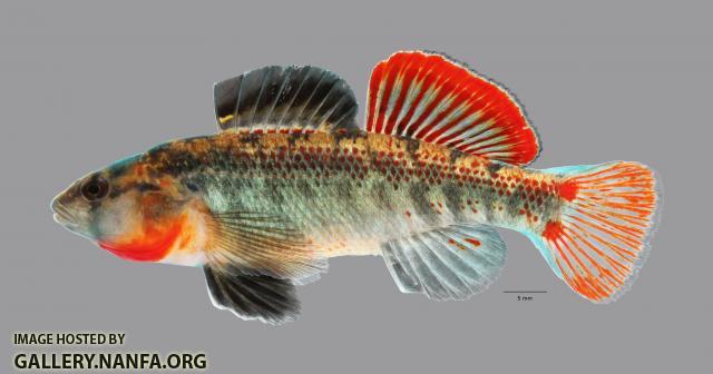 Etheostoma cf spectabile 1883ws