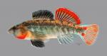 Etheostoma cf spectabile 1883ws