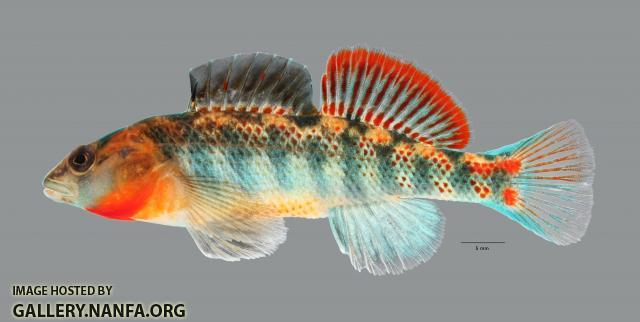 Etheostoma cf spectabile 2436ws