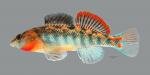 Etheostoma cf spectabile 2436ws