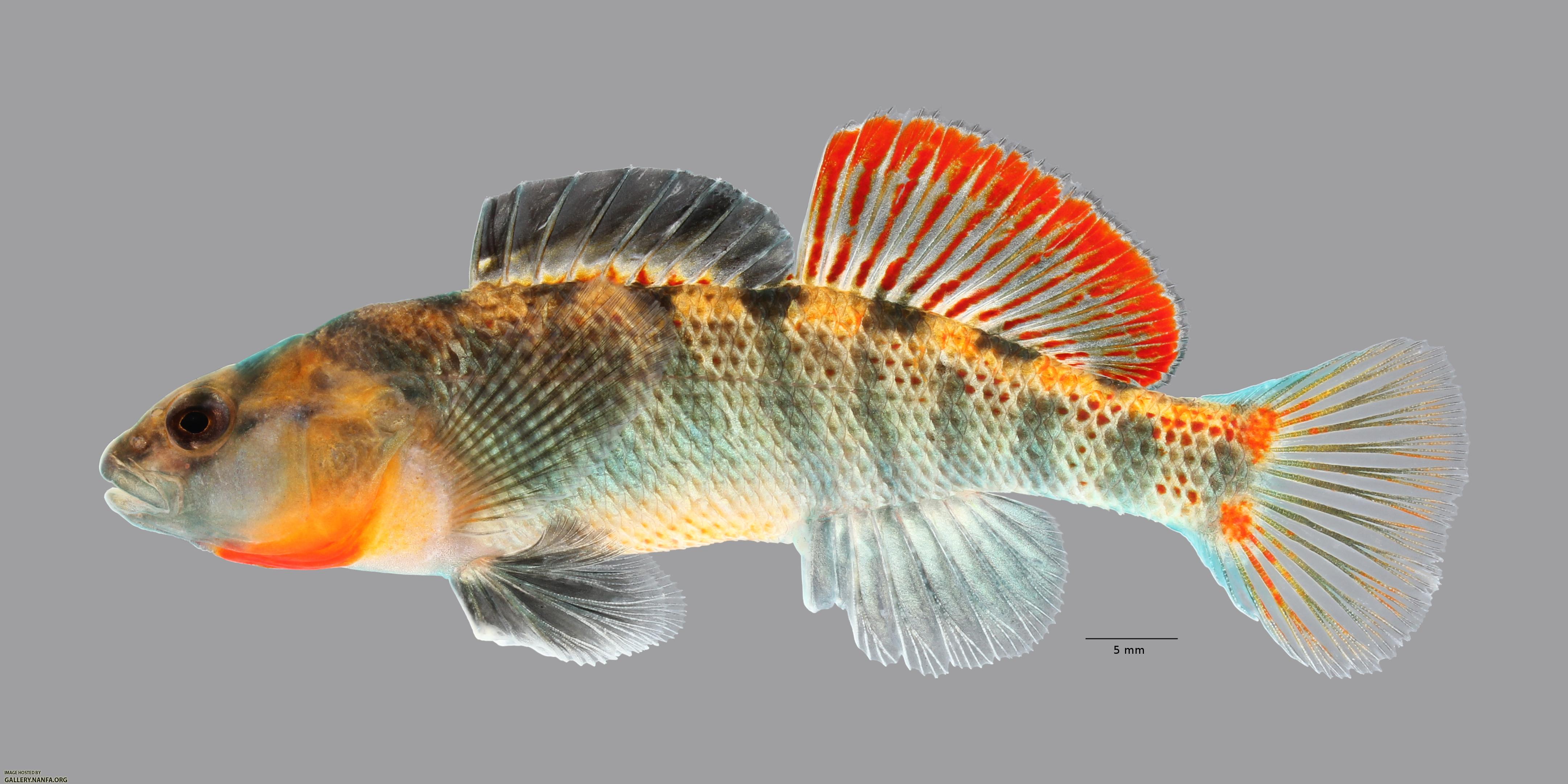 Etheostoma cf spectabile 1774ws