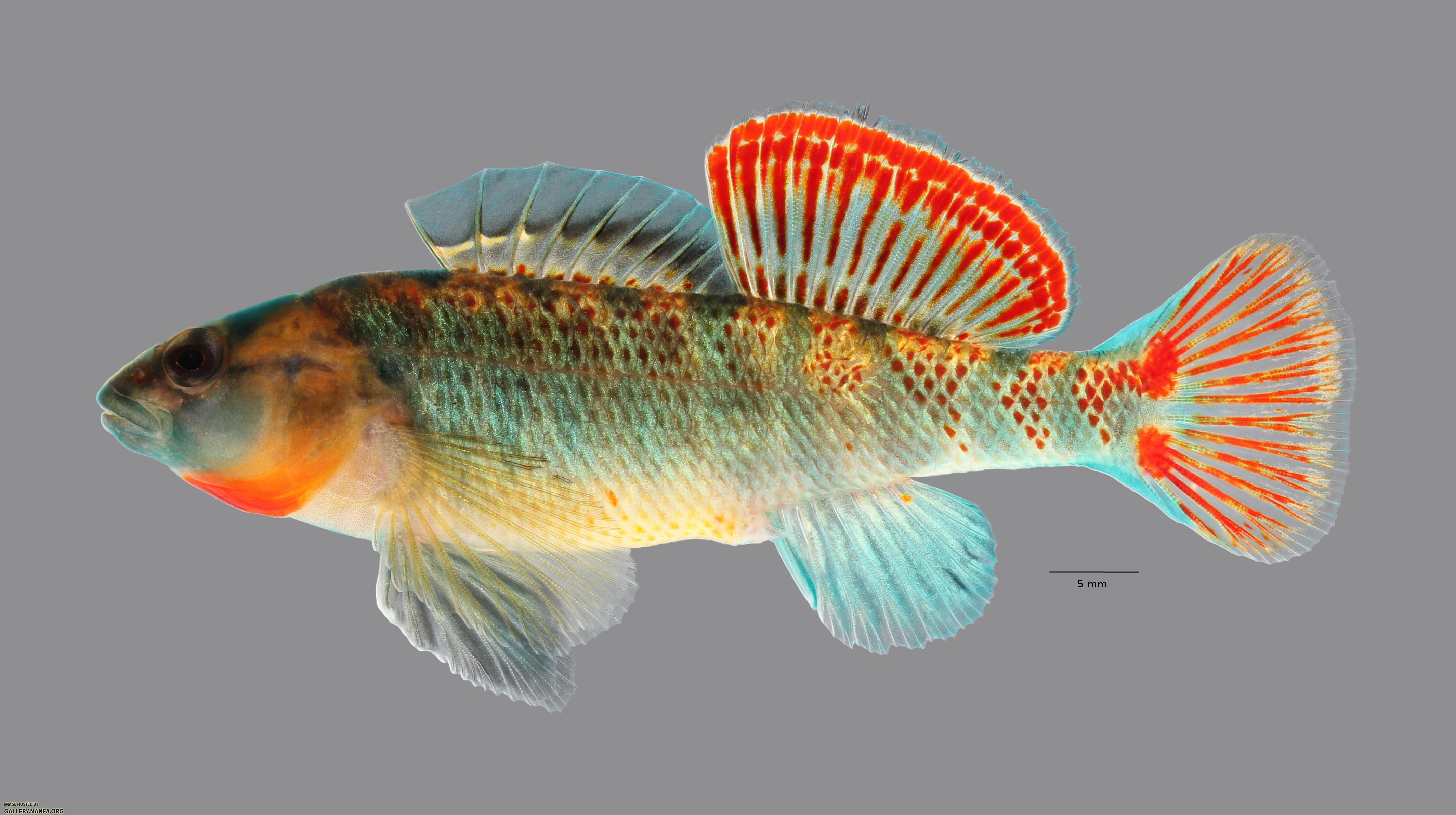 Etheostoma cf spectabile 1827ws