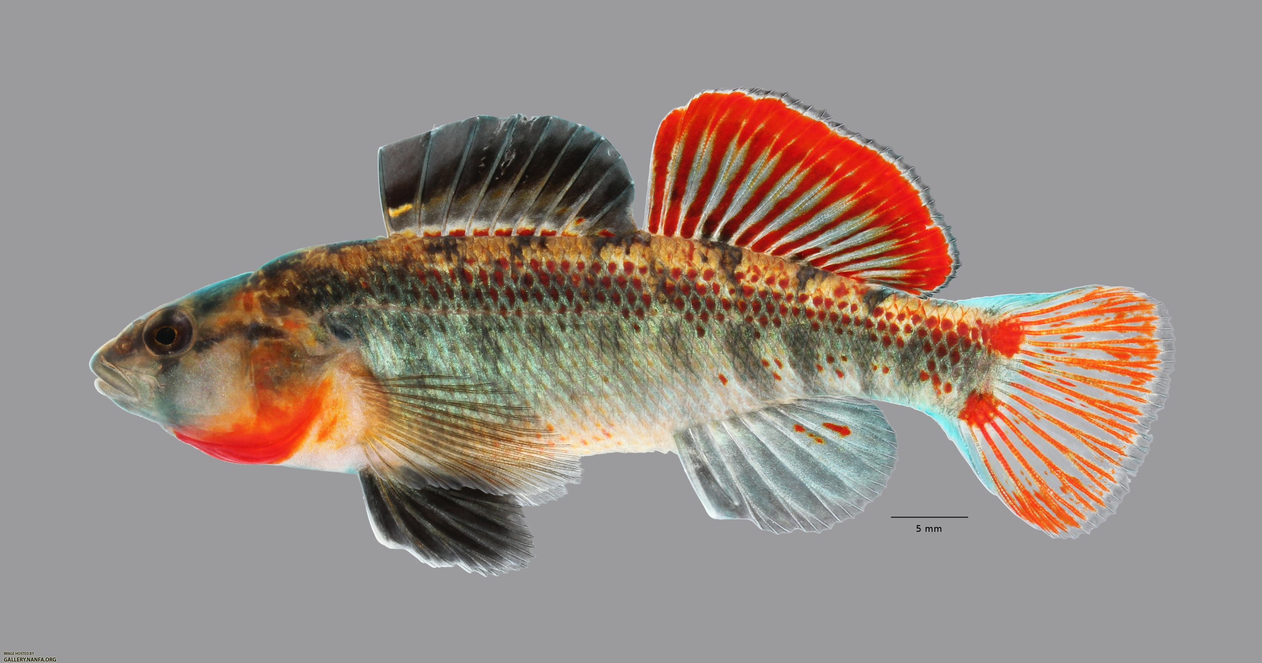 Etheostoma cf spectabile 1883ws