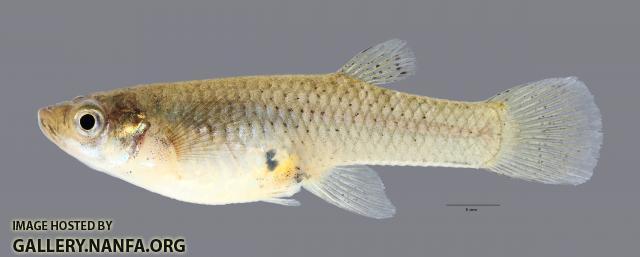 Gambusia affinis Western Mosquitofish 2485ws