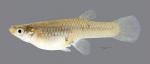 Gambusia affinis Western Mosquitofish 2496ws