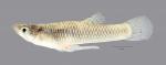 Gambusia affinis Western Mosquitofish 2528ws