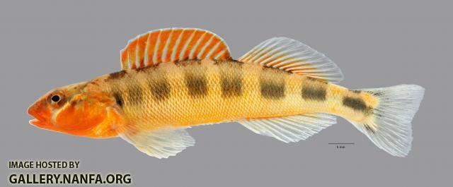 Percina evides Gilt Darter2619ws