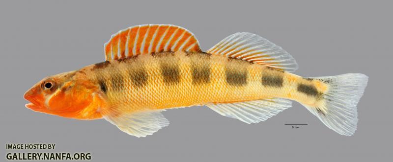 Percina evides Gilt Darter2619ws