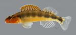 Percina evides Gilt Darter2870ws