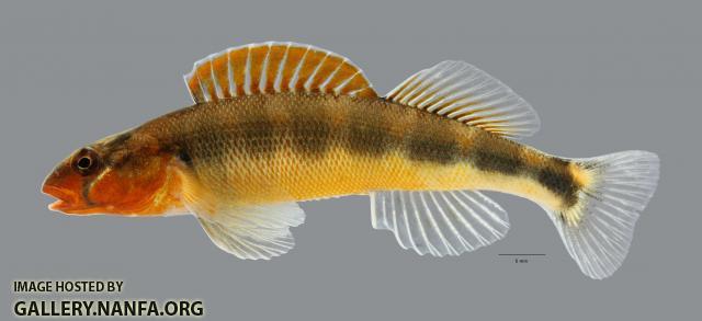 Percina evides Gilt Darter2870ws